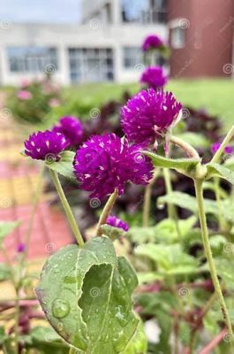 Gomphrena Globosa: Découverte d’un Polymère Résistant à la Fatigue et aux Hautes Températures!