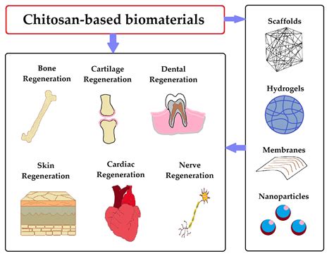  Quaternized Chitosan: Le Biomatériau Multifonctionnel pour l'Ingénierie Tissulaire et la Libération Contrôlée de Médicaments !