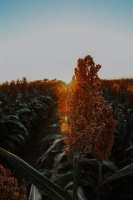  Sorghum: Un Pouvoir Agricole Pour Des Produits Alimentaires Durables!