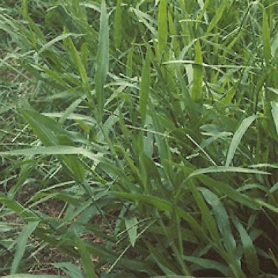  Urochloa: Un fourrage polyvalent pour l’agriculture durable ?